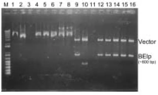 Fig. 4  轉形(transform)入宿主的 pVrbeIp 正株系確認    Lane M 是 marker；Lane 1-6 是 DH5α  1-6 株係抽得之 intact  plasmid DNA；Lane 7，8 是 JM110  3-4 株系抽得之 intact plasmid  DNA；Lane 9-14 是 DH5α  1-6 株係抽得之 plasmid DNA 以限制 酶 EcoRI 作用；Lane 15，16 是 JM110  3-4 株係抽得之 plasmid  DNA 以限制酶