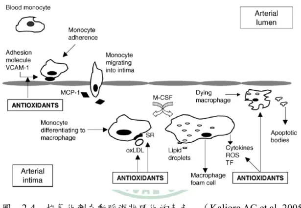 圖  2-4  抗氧化劑在動脈粥狀硬化的角色  （Kaliora AC et al.,2005） 