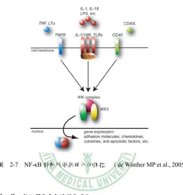 圖  2-7  NF-κB 對動脈粥狀硬化的調控  （de Winther MP et al., 2005）  第八節    黏附因子與動脈粥狀硬化      細胞黏附因子就是表現在細胞表面的分子，作為此細胞和其他細胞 或細胞外基質黏附的媒介。約在 1993 年，研究者對於血管內皮細胞和 循環血液中白血球上的細胞黏附因子已有廣泛的認知【104】。而這些可 溶性的黏附分子大致分為三類： 