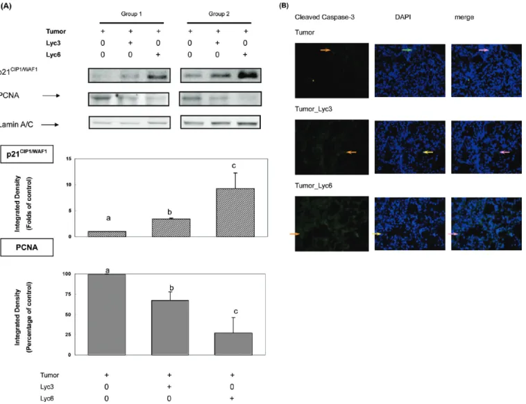 Figure 2. Inhibitory eﬀects of lycopene on the growth of colon cancer were associated with augmented apoptosis, up-regulation of p21 CIP1/WAF1 inhibitory proteins, and suppression of PCNA expression in tumor-bearing mice
