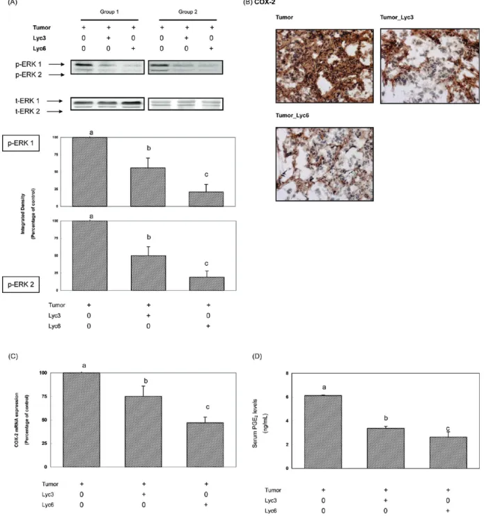 Figure 4. Inhibitory eﬀects of lycopene on tumor progression were associated with the suppression of COX-2, PGE 2 , and phosphorylation ERK1/2 proteins in tumor-bearing mice