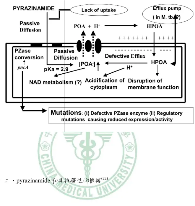 圖  二、pyrazinamide 和其抗藥性的機轉 (22) 