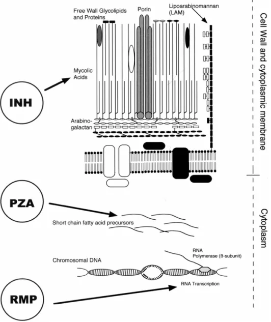 圖  四、圖解 INH、PZA 和 RMP 的在 M tuberculosis 細胞壁作用位置 