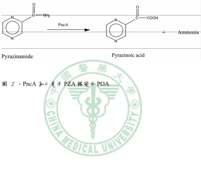 圖  五、PncA 蛋白會使 PZA 轉變成 POA 