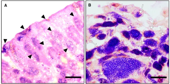 Fig. 4 CLSM shows biofilm formation activity in S. aureus isolates.