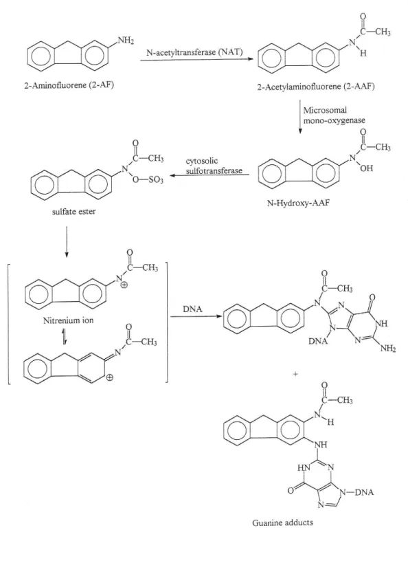 圖 3 2-Aminofluorene (2-AF)的代謝及其代謝物與 DNA 之作用 