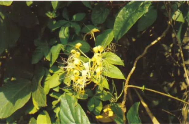 Figure 4  紅腺忍冬 (Lonicera hypoglauca M IQUEL ) 植物外形圖 8