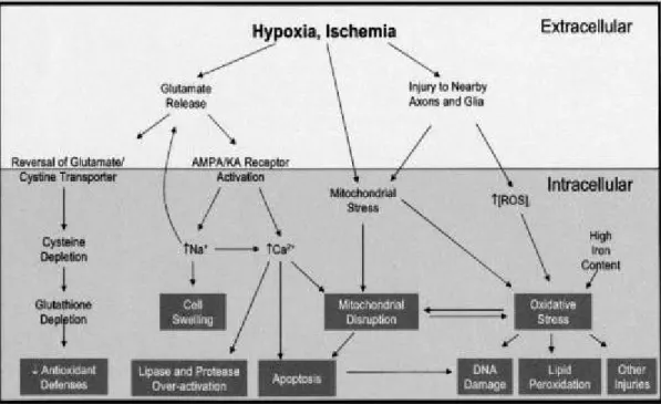 圖 2.1  缺 血 性 腦 梗 塞 後 事 件 (Ischemic cascade) 