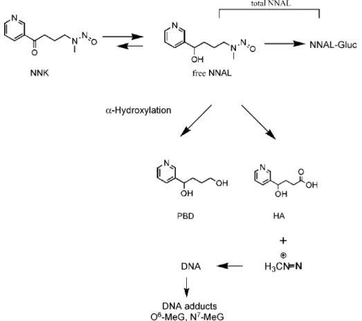 Figure 1. Overview of NNK metabolism showing structures of most urinary metabolites (for more details, see ref