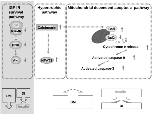 Fig 5 IGF-I IGF-IR PI3K Akt Bcl2 Bad Activated caspase-9 Cytochrome c release Activated caspase-3