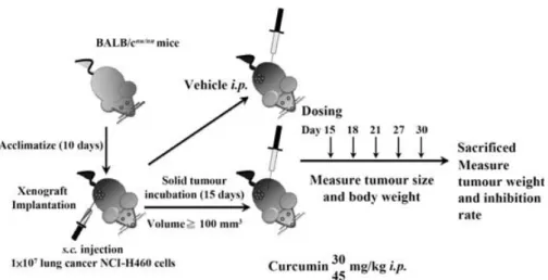 Table 1.  Inhibitory effect of curcumin on growth of H460 tumour  xenografts in BALB/c nu/nu  mice
