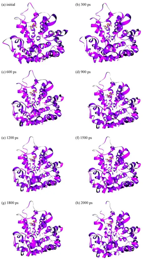 Fig. 13. Standard dynamics simulation of mPGES-1. Snapshots taken at (a) initial conformation, (b) 300 ps, (c) 600 ps, (d) 900 ps, (e) 1200 ps, (f) 1500 ps, (g) 1800 ps, and (h) 2000 ps