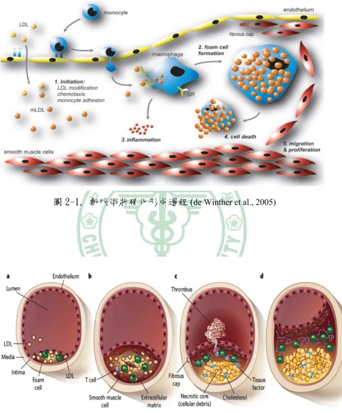 圖 2-1. 動脈粥狀硬化形成過程 ( de Winther et al., 2005) 