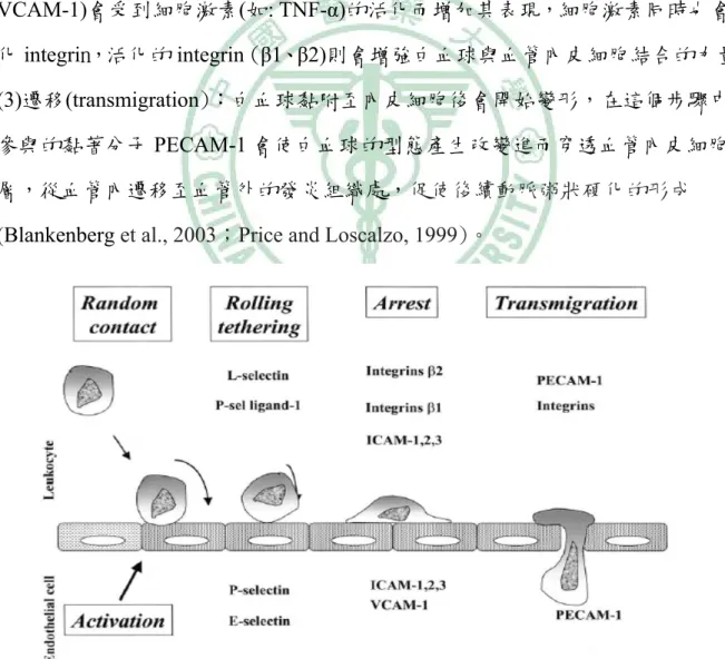 圖 2-3. 白血球黏附作用的連續步驟 (Blankenberg et al., 2003) 