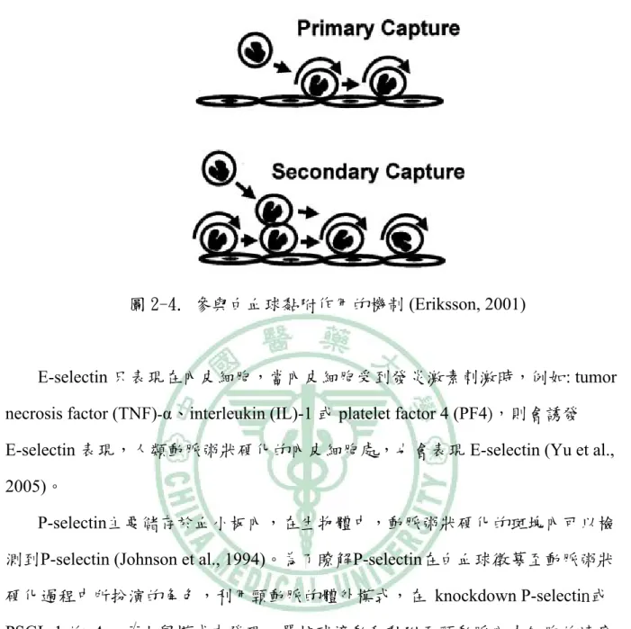 圖 2-4. 參與白血球黏附作用的機制 (Eriksson, 2001) 