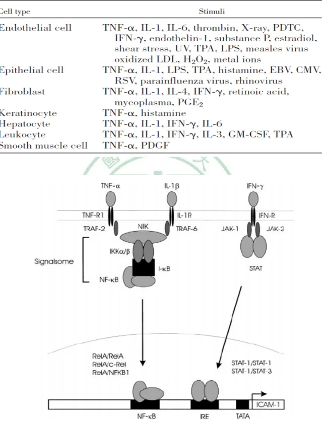 表 2-3. 不同類型的細胞可受到不同刺激而引發ICAM-1 的表現 (Roebuck and  Finnegan, 1999) 