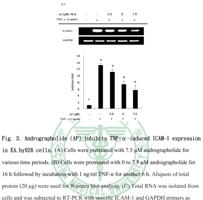 Fig. 3. Andrographolide (AP) inhibits TNF-α-induced ICAM-1 expression  in EA.hy926 cells