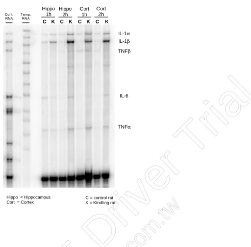 Figure 1. Alterations of cytokine mRNA expression during the dark period after  amygdaloid kindling development.