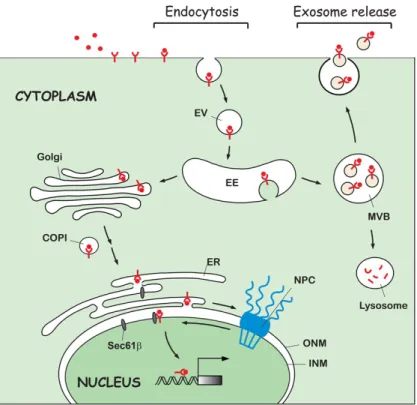 Figure  1.  A  diagram of  non-canonical  EGFR  trafficking  to  the intracellular  compartments  and  extracellular  space  via exosomes