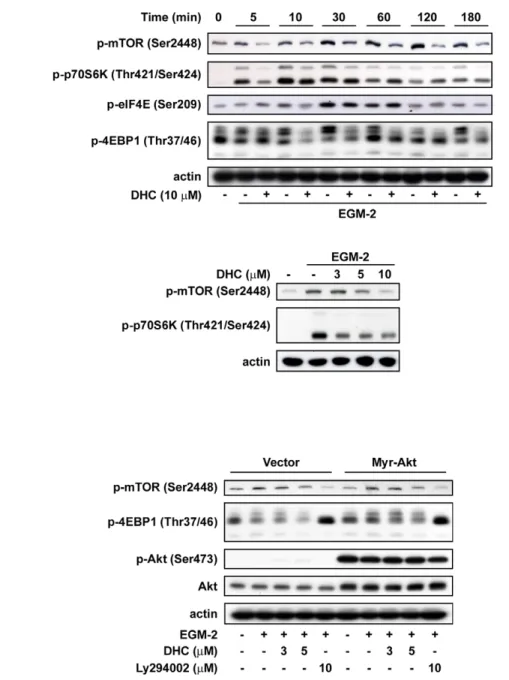 Figure 7. Effect of DHC on mTOR signaling downstream pathway. A, Western blot analysis of phosphorylation of mTOR, p70S6K, eIF4E and 4EBP in HUVECs treated with DHC for the indicated times and concentrations