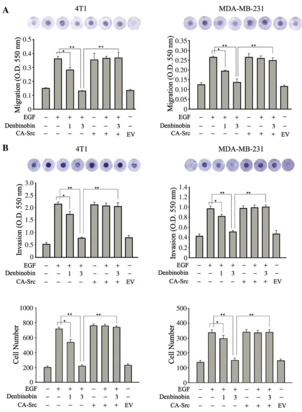 Fig. 3. Inhibitory effects of denbinobin on breast cancer cell migration and invasion