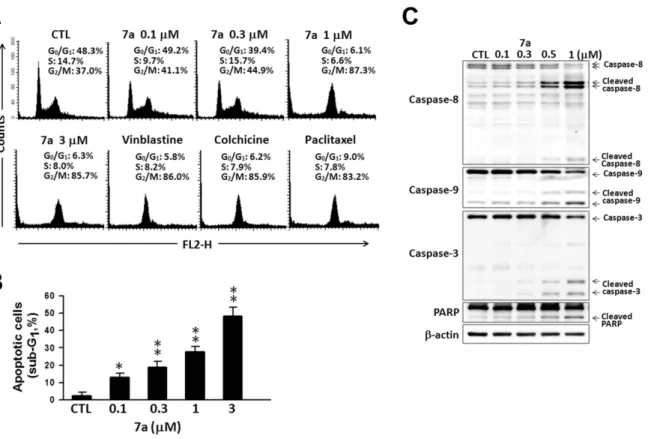 Figure  4.  Effects   of  7a  on  cell  cycle   progression  in   Hep3B  hepatoma  cells