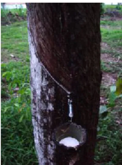 圖 1-6 天然橡膠的採集。天然橡 膠是從一些橡膠樹採得，包含 Hevea brasiliensis、Ficus  elastica 等橡膠樹 。 圖 1-7 硫化後的橡膠在強度上 遠大於未硫化橡膠，也因此增加了硫的應用性[10,11,12]。 