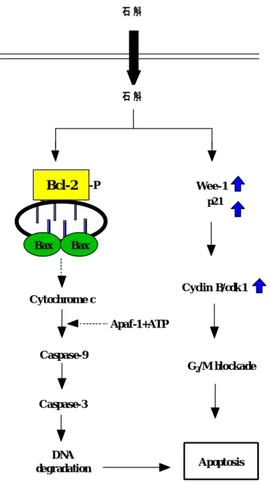 圖 6.1   Hypothesized signaling pathways of Shihu-induced G 2 /M arrest and apoptosis. 