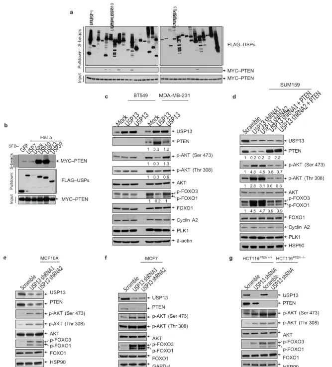 Figure  1 USP13 is a PTEN-interacting deubiquitylase that  regulates  PTEN and AKT signalling