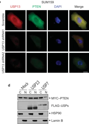 Figure 2 USP13 regulates the PTEN protein level but not its subcellular localization. (a) Immunofluorescent staining of USP13 (red) and  PTEN (green) in  MDA-MB-231 cells transduced with  wild-type  USP13 or the USP13 C345A    mutant