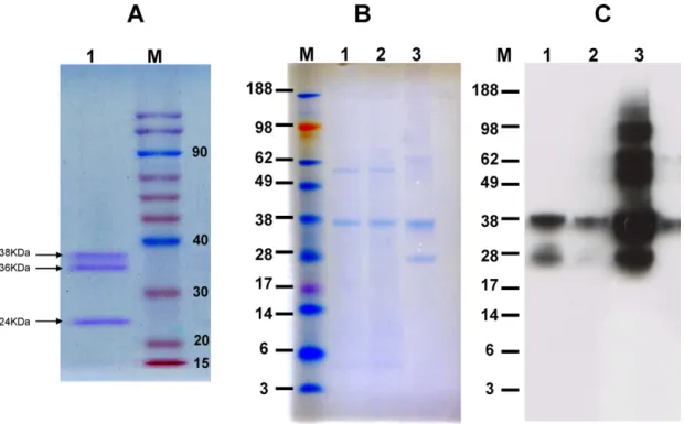 Fig. 1. Coomassie blue staining was used to visualize the EV71/E59 virus bulk separated on a SDS-PAGE gel (1A); two different lots of EV71 VLP proteins (1B, lanes 1 and 2) and formalin-inactivated EV71/E59 (1B, lane 3) were analyzed by SDS-PAGE; the viral 