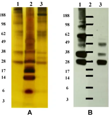 Fig. 4. The EV71 viral antigens in the vaccine bulk produced from serum-free culture medium (A, lane 1); and from serum-containing medium (lane 3) were separated by SDS-PAGE and sliver stained