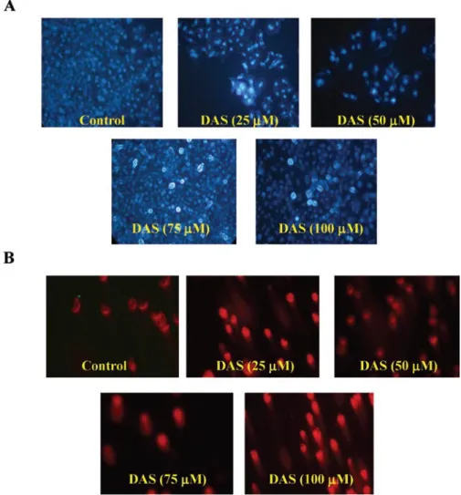 Figure 2. DAS-induced apoptosis and DNA damage in HeLa cells. Cells were treated with various concentrations of DAS for 24 h and apoptosis was  determined by DAPI staining (A), DNA damage was measure by Comet assay (B) and DNA fragmentation was examined by