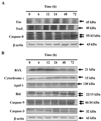 Figure 5. DAS affects the levels of apoptotic associated proteins of HeLa  cells. Cells were treated with DAS at 75 µM for various time periods before  cells were harvested for Western blotting as described in Materials and  methods