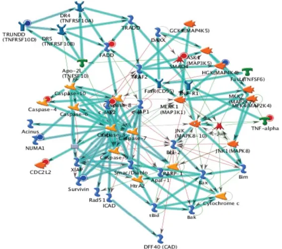 Figure 7. The top scorers by the number of pathways from GeneGo analysis. Thick cyan lines indicate the fragments of canonical pathways.