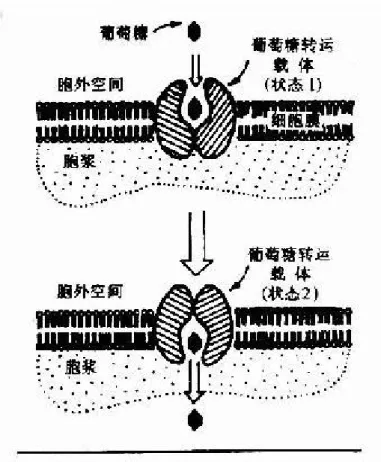 圖 2-4.2:  葡萄糖通過轉運載體轉入細胞示意圖 GLUT 代表葡萄糖轉運載體  葡萄糖不能直接擴散進入細胞內，其通過兩種方式轉運入細胞：一 種是在前一節提到的與 Na+共轉運方式，它是一個耗能逆濃度梯度轉 運，主要發生在小腸粘膜細胞、腎小管上皮細胞等部位；另一種方式是 通過細胞膜上特定轉運載體將葡萄糖轉運入細胞內，它是一個不耗能順 濃度梯度的轉運過程。目前已知轉運載體有 5 種，其具有組織特異性如 轉運載體-1﹙GLUT-1﹚主要存在於紅細胞，而轉運載體-4﹙GLUT-4﹚主 要存在於脂肪組織和肌肉組