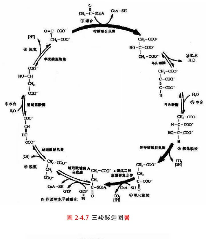 圖 2-4.7  三羧酸迴圈 C 