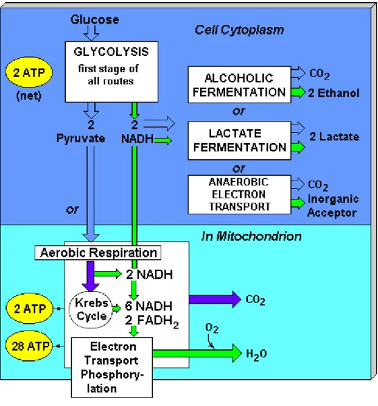 Fig 2-4.8 :  細 胞 能 量 代 謝 圖 ( Detailed Diagram of Cellular Energy  Metabolism)   2.三羧酸迴圈是糖，脂肪和蛋白質三種主要有機物在體內徹底氧化的共 同代謝途徑，三羧酸迴圈的起始物乙? 輔? A，不但是糖氧化分解產 物，它也可來自脂肪的甘油、脂肪酸和來自蛋白質的某些氨基酸代 謝，因此三羧酸迴圈實際上是三種主要有機物在體內氧化供能的共同 通路，估計人體內 2/3 的有機物是通過三羧酸迴圈而被分解的。 D
