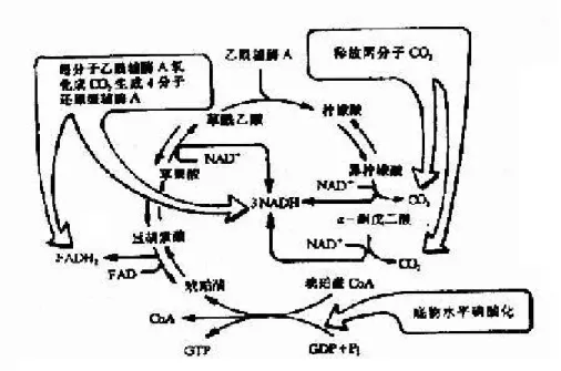 圖 2-4.9  三羧酸迴圈中還原型輔? 和 CO 2 的生成 