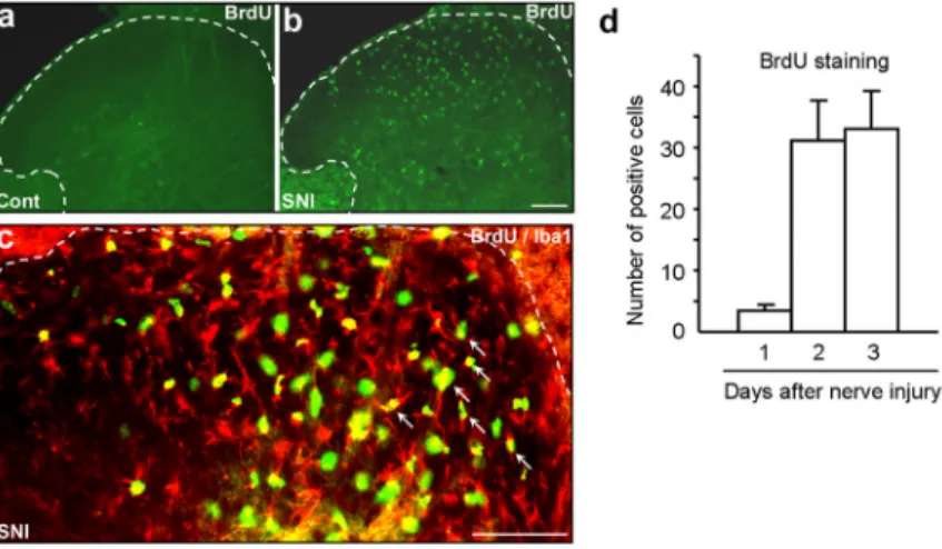 Figure 1. (a–d). Spared nerve injury (SNI) induces proliferation of microglial cells in the spinal cord