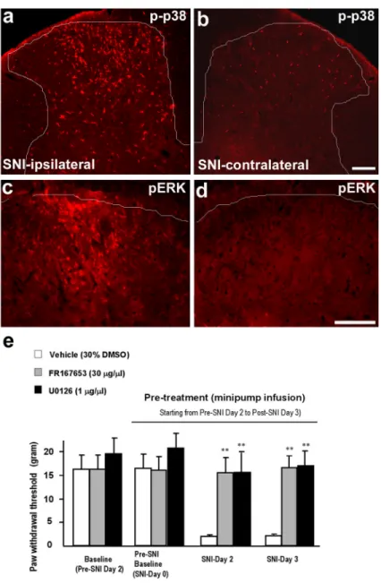 Figure 3. (a–e). Activation of p38 and ERK in the spinal cord after SNI is required for neuropathic pain development