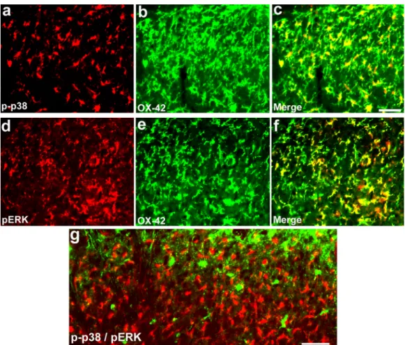 Figure 4. (a–g). p38 and ERK are activated in different populations of microglia in the spinal cord following SNI