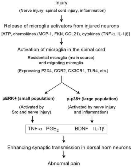 Figure 6. (a–c). Schematic representation of microglial control of pain
