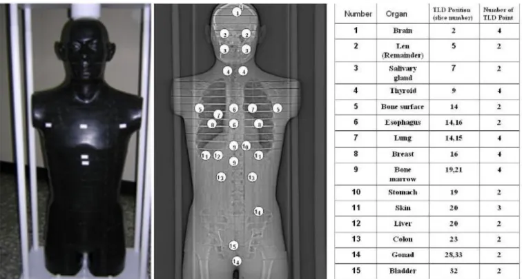 Figure 1. The photo of Rando phantom (left) and its CT image (middle). In the right is the distribution  list of TLD measurement points inside the Rando phantom