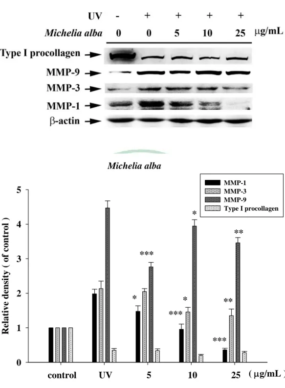 Fig. 13 Effect of Michelia alba extract on the UVB-induced expression of  MMP-1, 3, 9 and type I procollagen in human fibroblast