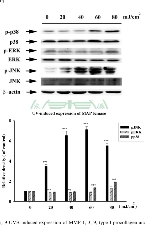 Fig. 9 UVB-induced expression of MMP-1, 3, 9, type I procollagen and  MAP kinase. (**, P< 0.01; ***, P< 0.001)  