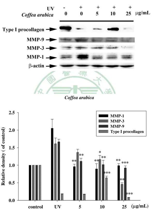 Fig. 10 Effect of Coffea arabica extract on the UVB-induced expression  of MMP-1, 3 and 9 and type I procollagen in human fibroblast
