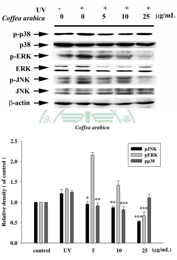 Fig. 11 Effect of Coffea arabica extract on the UVB-induced expression  of MAP kinases in human fibroblast