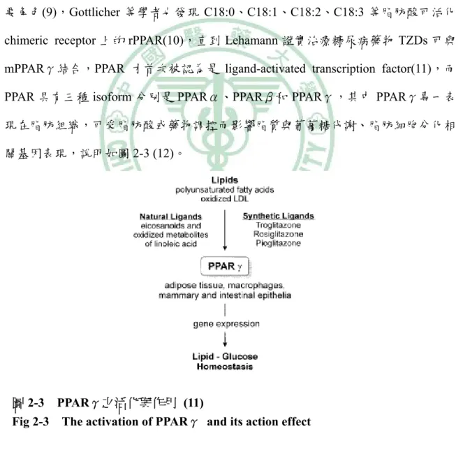 圖 2-3  PPARγ之活化與作用 (11) 