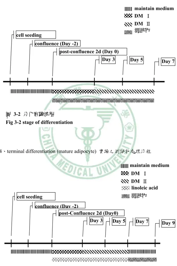 Fig 3-2 stage of differentiation   cell seeding 